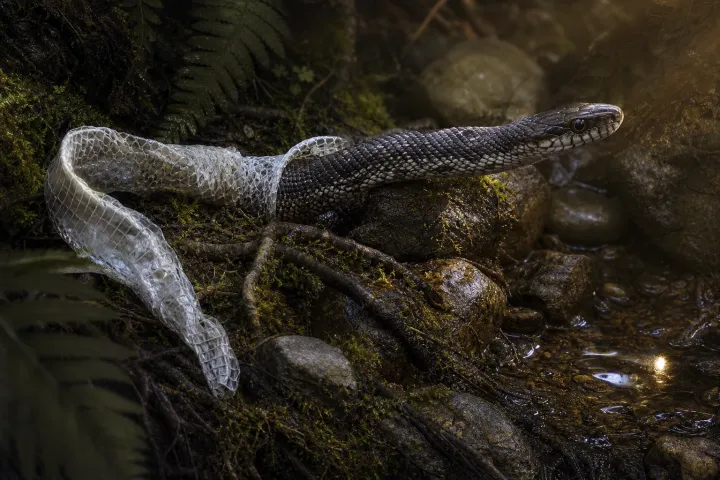 Serpente emerge de sua pele antiga entre pedras úmidas e raízes iluminadas pelo amanhecer.